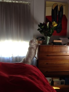 No, he didn't eat them