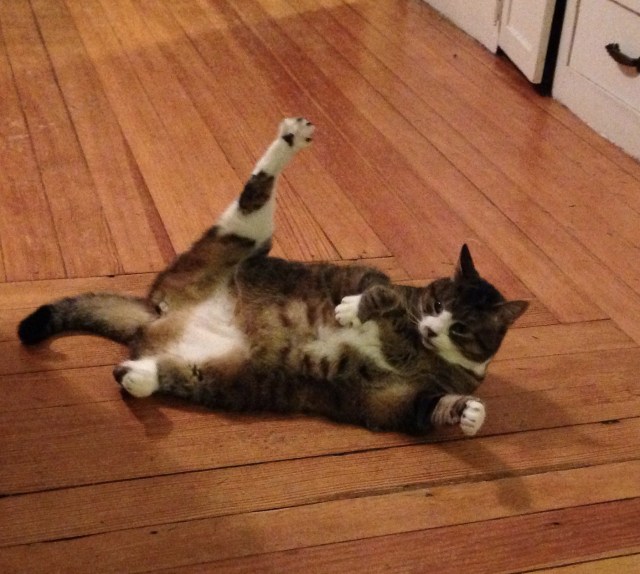 The Howling Assistant attempts to build her core